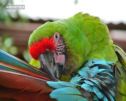 Florida - Orlando - Gatorland