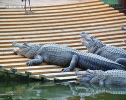 Florida - Orlando - Gatorland