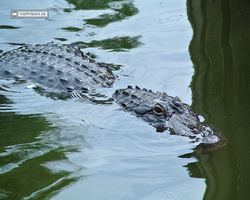 Florida - Orlando - Gatorland