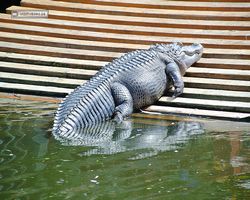 Florida - Orlando - Gatorland