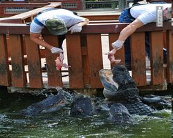 Florida - Orlando - Gatorland