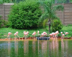 Florida - Orlando - Gatorland