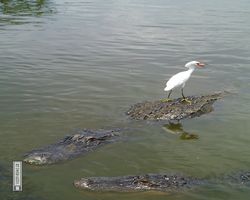 Florida - Orlando - Gatorland