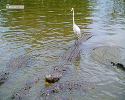 Florida - Orlando - Gatorland