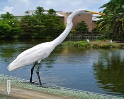 Florida - Orlando - Gatorland