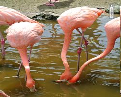 Florida - Orlando - Gatorland