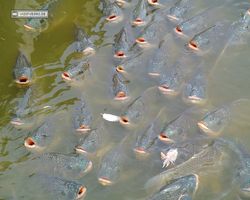 Florida - Orlando - Gatorland