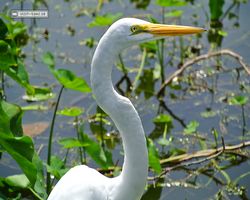 Florida - Orlando - Gatorland