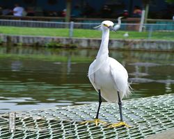 Florida - Orlando - Gatorland