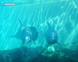 Florida - Orlando - SeaWorld