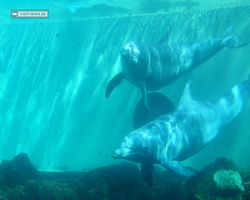 Florida - Orlando - SeaWorld