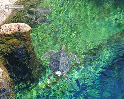 Florida - Orlando - SeaWorld