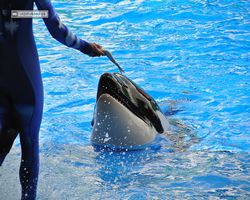 Florida - Orlando - SeaWorld