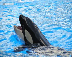 Florida - Orlando - SeaWorld