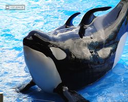 Florida - Orlando - SeaWorld