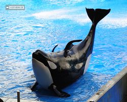 Florida - Orlando - SeaWorld