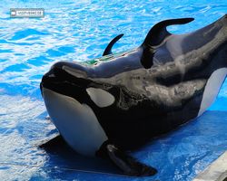 Florida - Orlando - SeaWorld