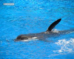 Florida - Orlando - SeaWorld