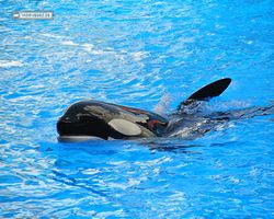 Florida - Orlando - SeaWorld