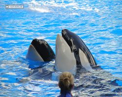 Florida - Orlando - SeaWorld