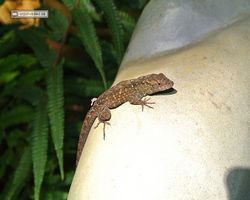 Florida - Plant City - Dinosaur World