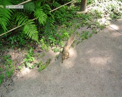 Florida - Plant City - Dinosaur World