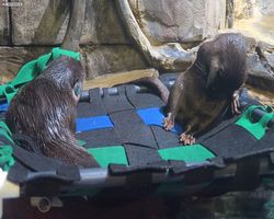 Georgia - Atlanta - Atlanta Aquarium