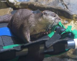 Georgia - Atlanta - Atlanta Aquarium