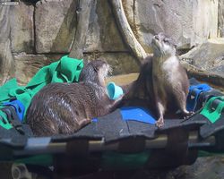 Georgia - Atlanta - Atlanta Aquarium