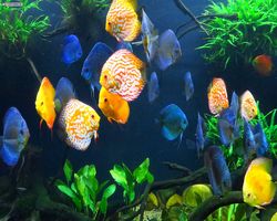 Georgia - Atlanta - Atlanta Aquarium