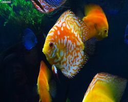 Georgia - Atlanta - Atlanta Aquarium