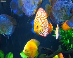 Georgia - Atlanta - Atlanta Aquarium