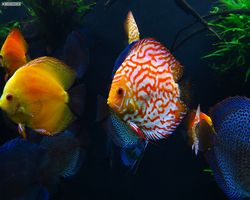 Georgia - Atlanta - Atlanta Aquarium