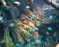 Georgia - Atlanta - Atlanta Aquarium