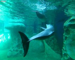 Georgia - Atlanta - Atlanta Aquarium