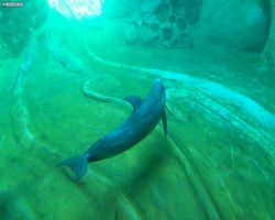 Georgia - Atlanta - Atlanta Aquarium