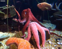 Georgia - Atlanta - Atlanta Aquarium
