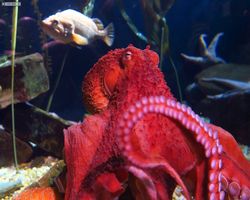 Georgia - Atlanta - Atlanta Aquarium