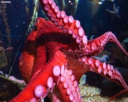 Georgia - Atlanta - Atlanta Aquarium