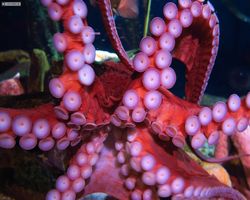 Georgia - Atlanta - Atlanta Aquarium