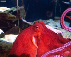 Georgia - Atlanta - Atlanta Aquarium
