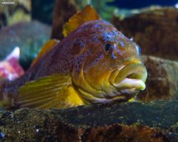 Georgia - Atlanta - Atlanta Aquarium