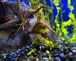 Georgia - Atlanta - Atlanta Aquarium