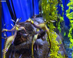 Georgia - Atlanta - Atlanta Aquarium