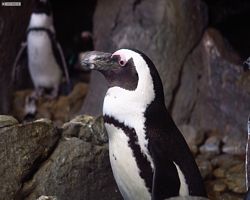 Georgia - Atlanta - Atlanta Aquarium
