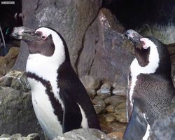 Georgia - Atlanta - Atlanta Aquarium