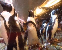 Georgia - Atlanta - Atlanta Aquarium