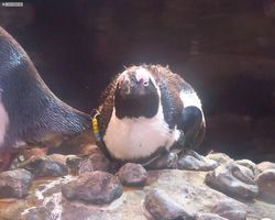Georgia - Atlanta - Atlanta Aquarium