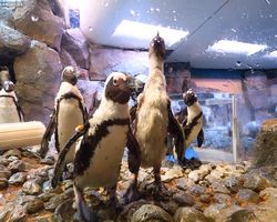 Georgia - Atlanta - Atlanta Aquarium