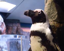 Georgia - Atlanta - Atlanta Aquarium